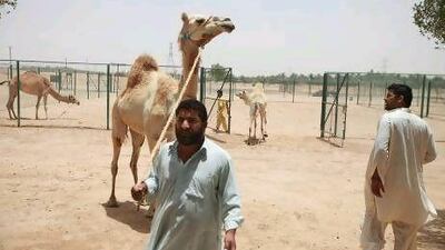 The Camel Reproduction Centre in Duba started with Dr Julian 'Lulu' Skidmore and Muqtadar Billah. Now they have 250 camels, 30 handlers plus additional staff.