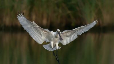 As is the Eurasian spoonbill
