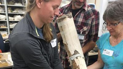Florida State University anthropologist Jessi Halligan, left, and other researchers hold a partly reassembled mastodon tusk from the Page-Ladson archaeological site in Florida. D C Fisher / AP Photo