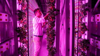 Agricool is a French start-up that grows fruits and vegetables inside shipping containers, where they grow without pesticide, minimum water and nutrition intake, no GMOs, and are harvested the day they are bought. Photo by Reem Mohammed/The National