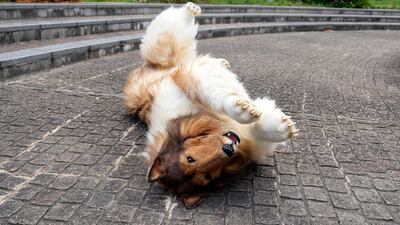 He achieved this through a hyper-realistic canine suit made by a Japanese company