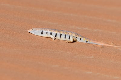 A Skink sandfish, a reptile that is highly adapted to the sand. It can disappear into the sand instantaneously. Photo: Dr Gary Brown