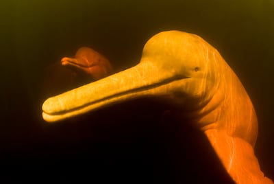 Amazon's pink river dolphin. Global wildlife populations have fallen 73 per cent on average over 50 years. PA