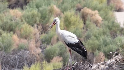 While individual white storks are occasionally spotted in the UAE, it's rare to see so many at one time. Photo: Dr Andrew Gardner