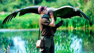 Bird trainer Peter Wenzel works with the young condor named Molina at the Eagle Reserve in Bindslev, northern Jutland in Denmark. AFP