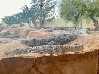 Park staff have to take care when looking after the animals, which can occasionally kill and eat their own kind. Ghaya Ben Mbarek / The National