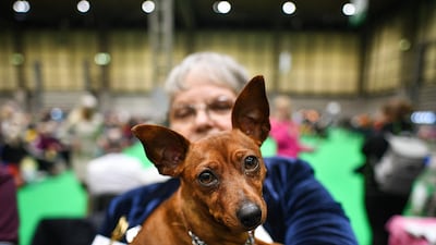 A Miniature Pinscher is held by its owner on day one of Crufts 2020 at the National Exhibition Centre in Birmingham, England. Getty