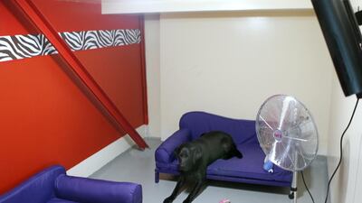 Chester reclines in his Royal Suite at the Urban Tails Pet Resort in Dubai. The Royal Suite for dogs includes a TV and a luxury sofa bed. Delores Johnson / The National