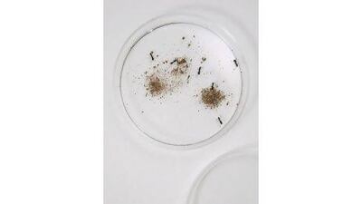 May 25, Pachycondyla sennaarensis also known as Samsun ants collected ina petri dish by Entomologist Brigitte Howarth from the Natural Science and Public Health Department of the College of Arts and Science on May 25, 2011 Dubai, United Arab Emirates (Photo: Antonie Robertson/The National)
