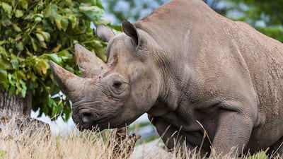 The black rhino is an endangered species but has seen its numbers grow in recent years, with the WWF projecting there to be 2,000 of the species by 2037. Picture: Jason Wells