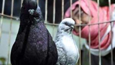 A trader looks at pigeons during an auction in Riyadh. A pair of exotic pigeons can sell for about Dh3,000.