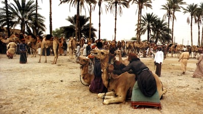 Preparation of camel race in the Al Wafi tracks in the Eastern Region of Oman. Jawad Ibrahim for The National
