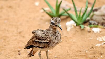 A stone-curlew hops around in the bird house at Al Ain Zoo. Chris Whiteoak / The National