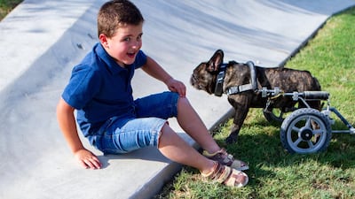 Sam with Timo, a French bulldog who uses wheels to walk as he has an issue with his spine. He was Ms Ray’s inspiration for the project. Courtesy: Em Ray