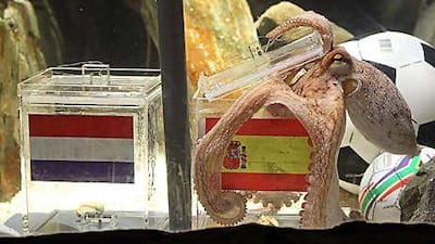 Paul, the octopus oracle, predicts a victory for Spain in tomorrow's World Cup final. Offers for post-tournament work have flooded in for the resident of the Oberhausen Sea Life aquarium.