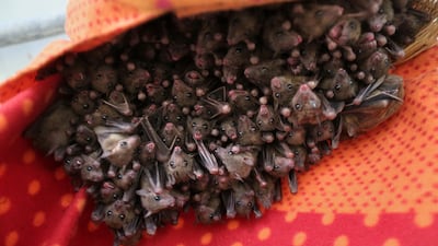 Fruit bats hang in a cage at a shelter created by Lifschitzh. AFP