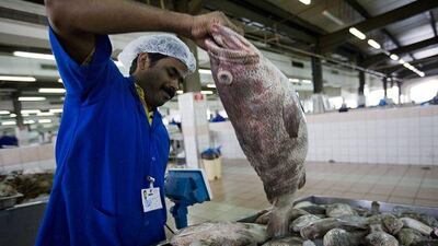 The Ministry of Environment and Water plans to ban the sale of smaller hammour fish at markets.