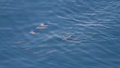 The Indo-Pacific common dolphin (Delphinus delphis tropicalis). Photo: Robert Baldwin