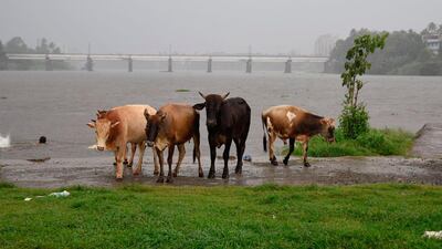 A forecast for good monsoon rains this year is helping to boost expectations that the rural economy can continue to help spur the country's uptick in growth. AP Photo/R.S. Iyer