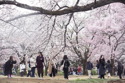 Cherry trees in bloom at Shinjuku Gyoen in Tokyo, Japan. Bloomberg