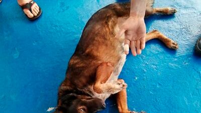 Mr Shaddock's dog Bella. AP