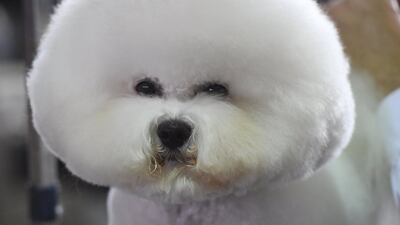 A Bichon Frise. Timothy A Clary / AFP Photo