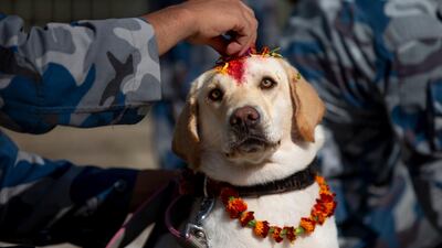 An Armed Police dog handler decorates his K9 colleague with colour, petals and flower garlands at the Armed Police Dog Training School in Kathmandu, Nepal. EPA