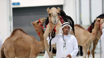 Camels are led into Adnec for auction. Pawan Singh / The National