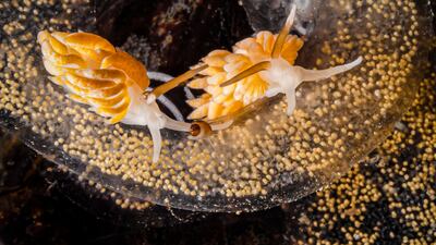 Egg Eaters by Kirsty Andrews, winner of the British Waters Macro category. Photo: UPY2023 / Kirsty Andrews