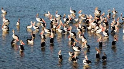 Pelicans enjoying the flood water that has filled Lake Eyre in the heart of Australia.