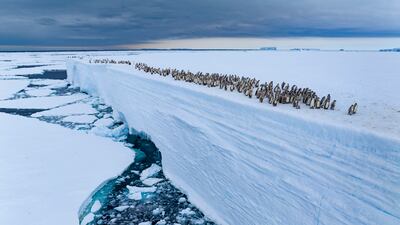 'Ice Edge Journey' by Bertie Gregory from the UK, of fledgling emperor penguin chicks walking along Ekstrom Ice Shelf, Antarctica