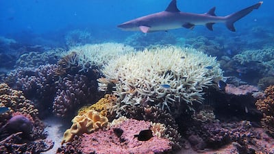 This undated handout photo from the ARC Centre of Excellence for Coral Reef Studies at James Cook University, shows coral bleaching on the Great Barrier Reef. AFP