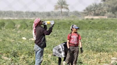 Syrian workers living in Jordan work on a tomato farm in Shouneh. While Arab countries account for more than five per cent of the world’s population, they only have one per cent of the global water resources. Reuters