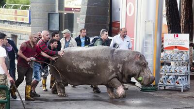 A hippopotamus escapes from a flooded zoo in Tbilisi, Georgia on June 14, 2015. Tinatin Kiguradze/AP Photo