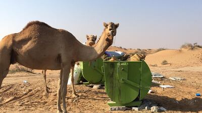 Camels eat plastic and rubbish by the roadside in Umm Al Quwain. In 2021, 'The National' shared video footage of a baby camel in Abu Dhabi eating a plastic bag that it mistook for food. Steven McCombe / The National