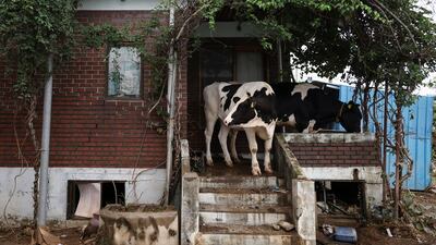Cows take shelter on the verandah of a house damaged by torrential rain, at a cattle farm in South Korea's western province of Yesan. Reuters
