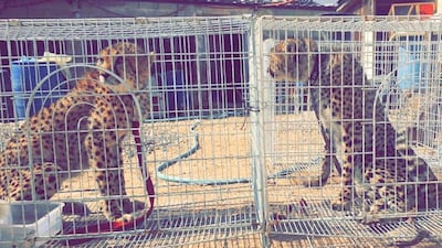 Cheetahs, locked inside cages, are sold online.