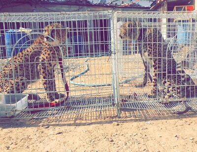 Cheetahs, locked inside cages, are sold online.