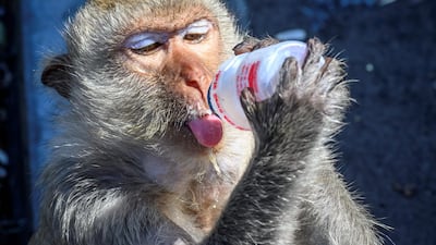 While they fight each other and humans, and are generally a menace, locals say they will miss the monkeys if they are gone. AFP