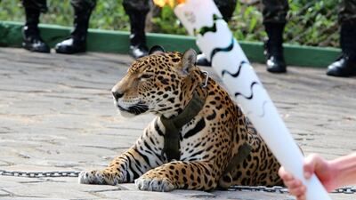 The animal that attacked the keepers at Al Ain Zoo was a jaguar, like this one pictured in Brazil. AFP