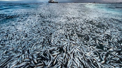 'Net Loss' by Audun Rikardsen (Norway). Category: Highly commended, Oceans - The Bigger Picture. Photo: Natural History Museum