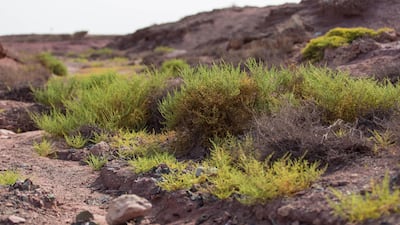 Sir Bu Nair Island in charge of Sharjah government. A new tourist complex is projected in the island lead by Shurooq-Sharjah Investment Auhtority. Courtesy of Shurooq