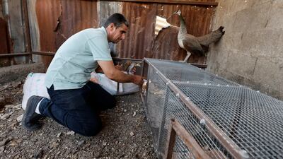 Mr Fari, 44, raises peacocks on his own farm as a hobby and a source of income.