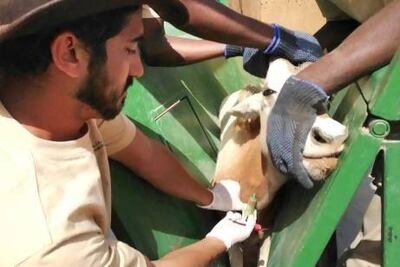 Majid Al Qassimi studied in the UK and Hungary. Courtesy of Majid Al Qassimi