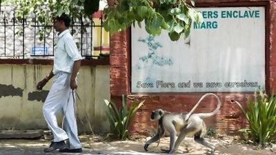 Murari, a monkey catcher, walks on the roadside with his pet Langur monkey named 'Mangal Singh'.