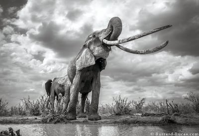 Courtesy Burrard-Lucas Photography