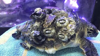 Volunteers see a large number of sick turtles at this time of year. All photos courtesy of Dubai Turtle Rehabilitation Project