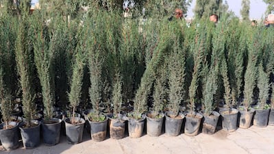 Trees to be planted as part of a project at Mosul's Technical University campus in the northern Iraqi city. It aims to plant 5,000 trees. AFP