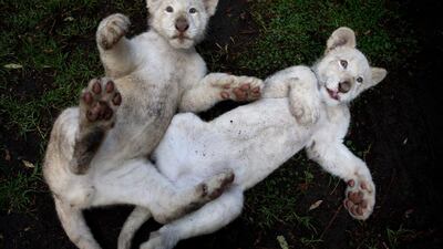 A pair of four-month-old white lion cubs play together in their enclosure at the Altiplano Zoo in Tlaxcala, Tuesday, Aug. 7, 2018. The Zoo, about two hours east of Mexico City, has welcomed the two white lion cubs born in March and recently presented to the public.(AP Photo/Rebecca Blackwell)