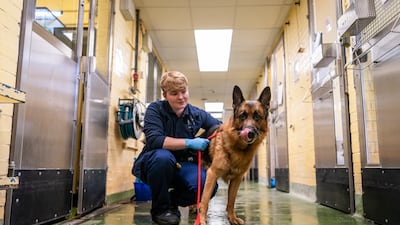 All animals are collected from the aircraft and taken to the airport's Animal Reception Centre for inspection